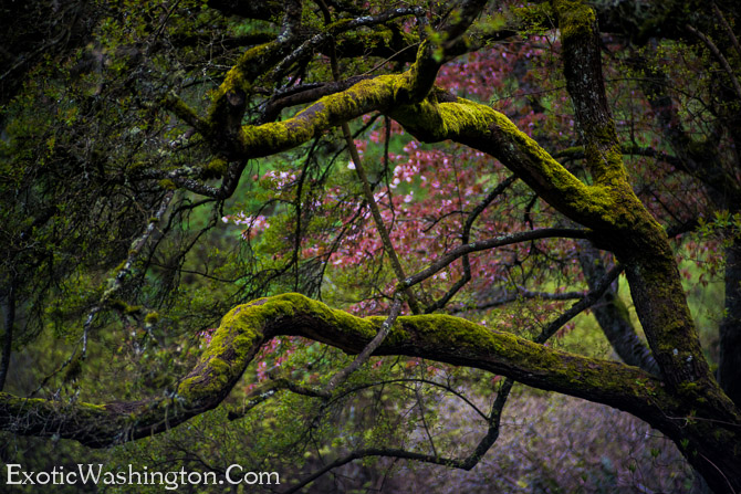 Exotic Washington | Washington Park Arboretum