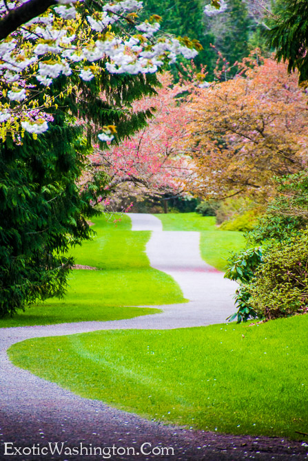 Exotic Washington | Washington Park Arboretum